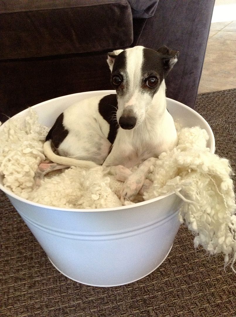 Anne's Odds and Ends 6 Other Uses for a Beverage Bucket